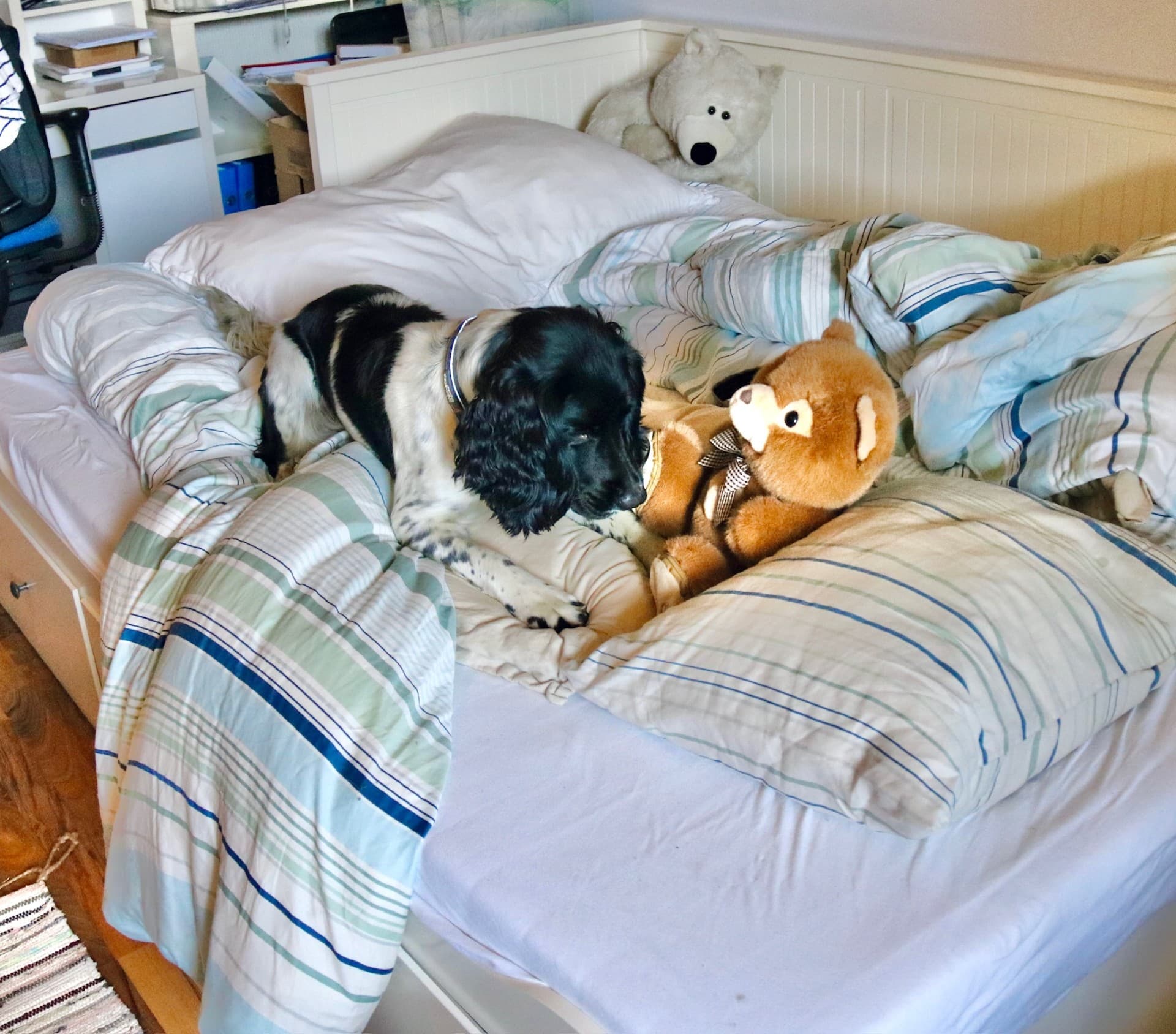 Søkshund ligger på seng sammen med kosedyr under inspeksjon