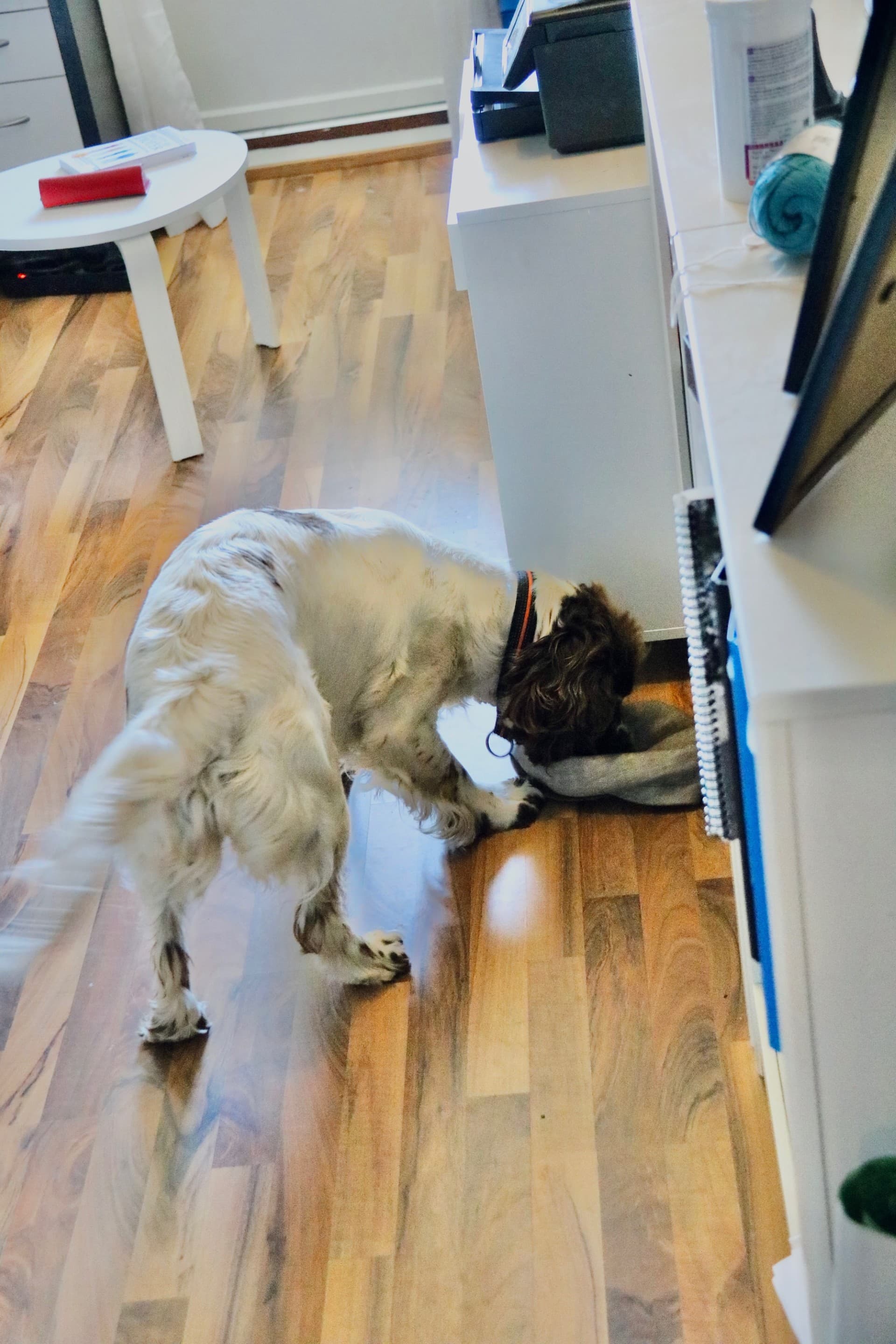 Søkshund ligger på gulv og undersøker under sengekant