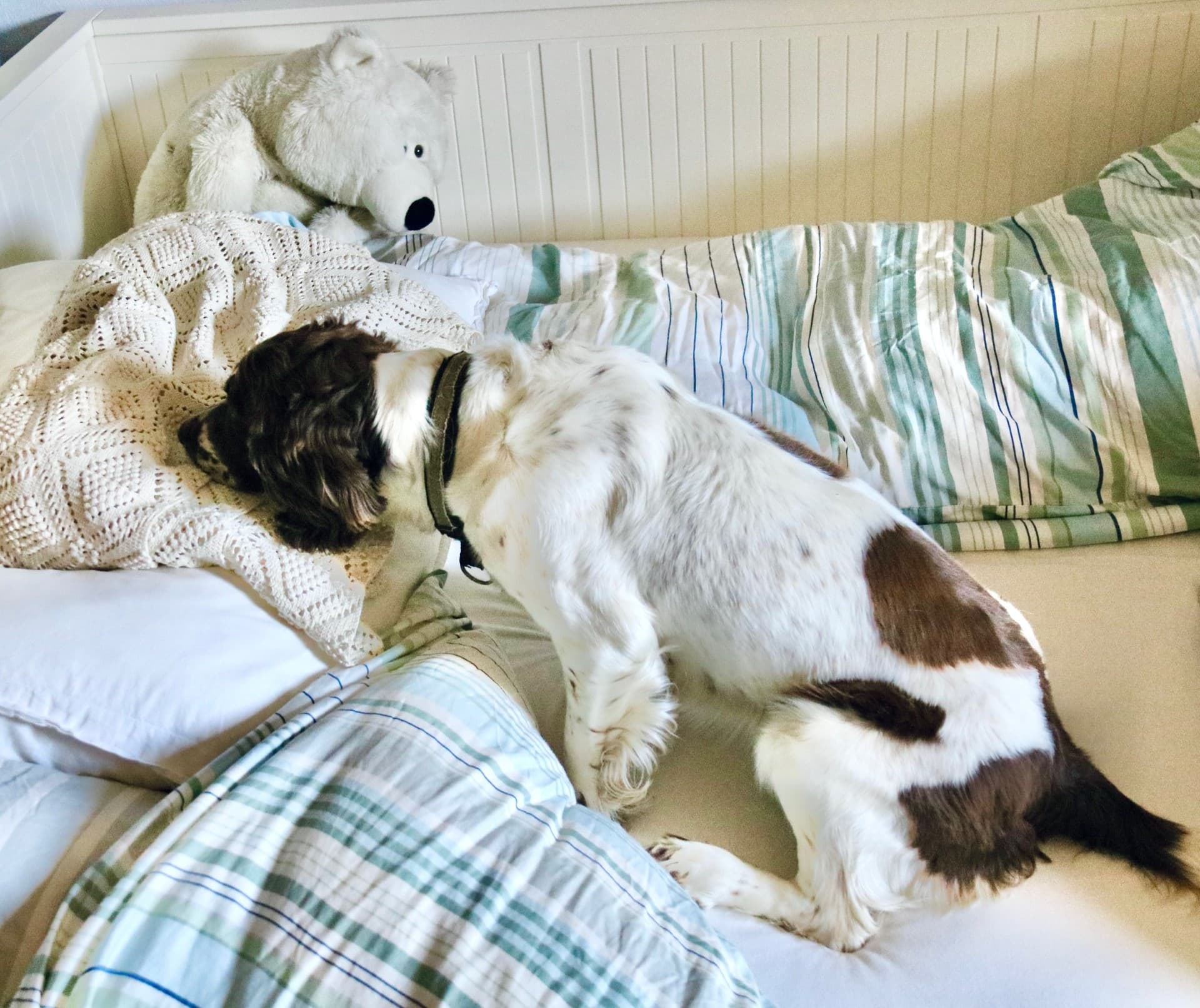 Søkshund på seng undersøker sengetøy og kosedyr