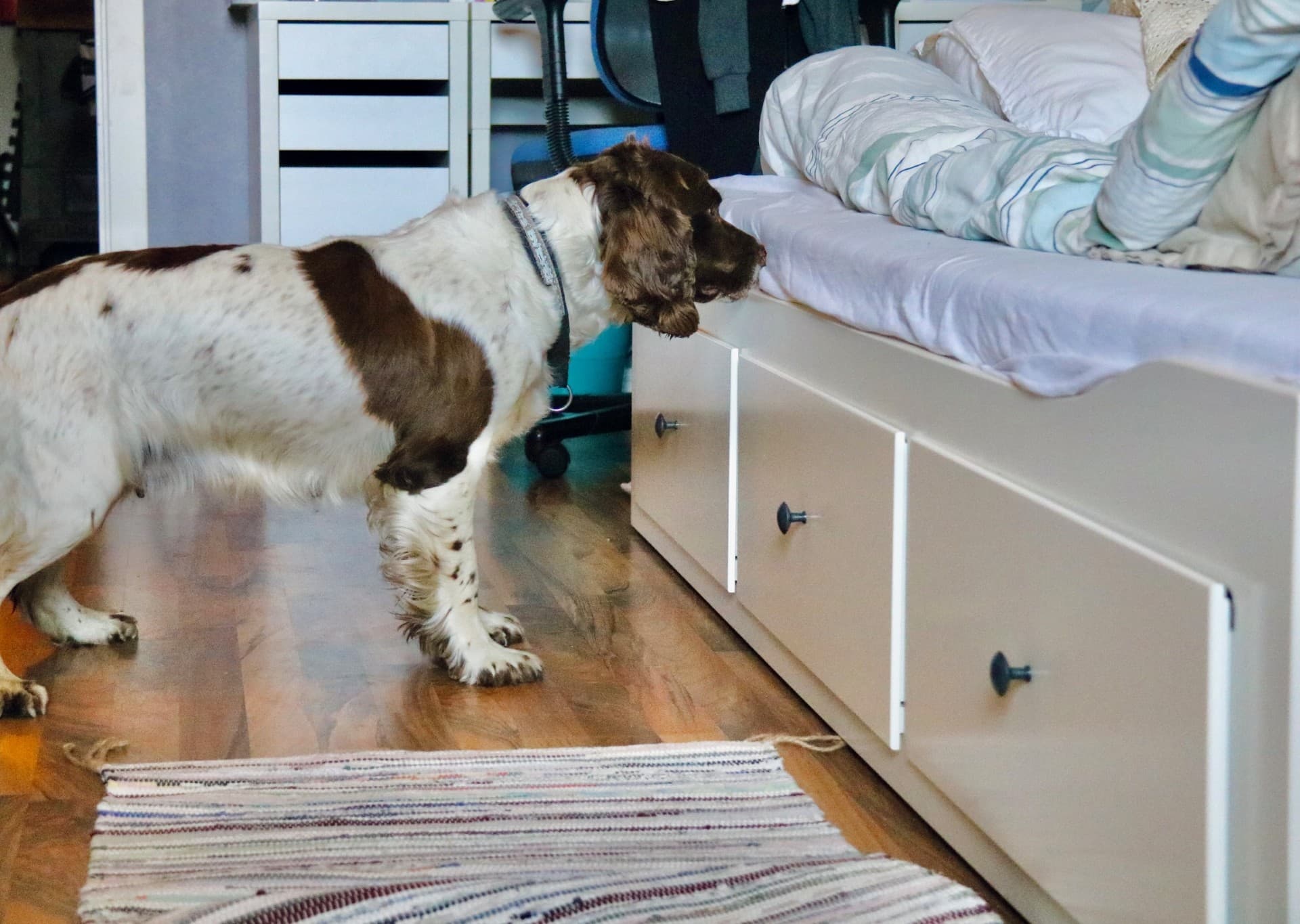 Søkshund i arbeid ved sengen, sett fra siden