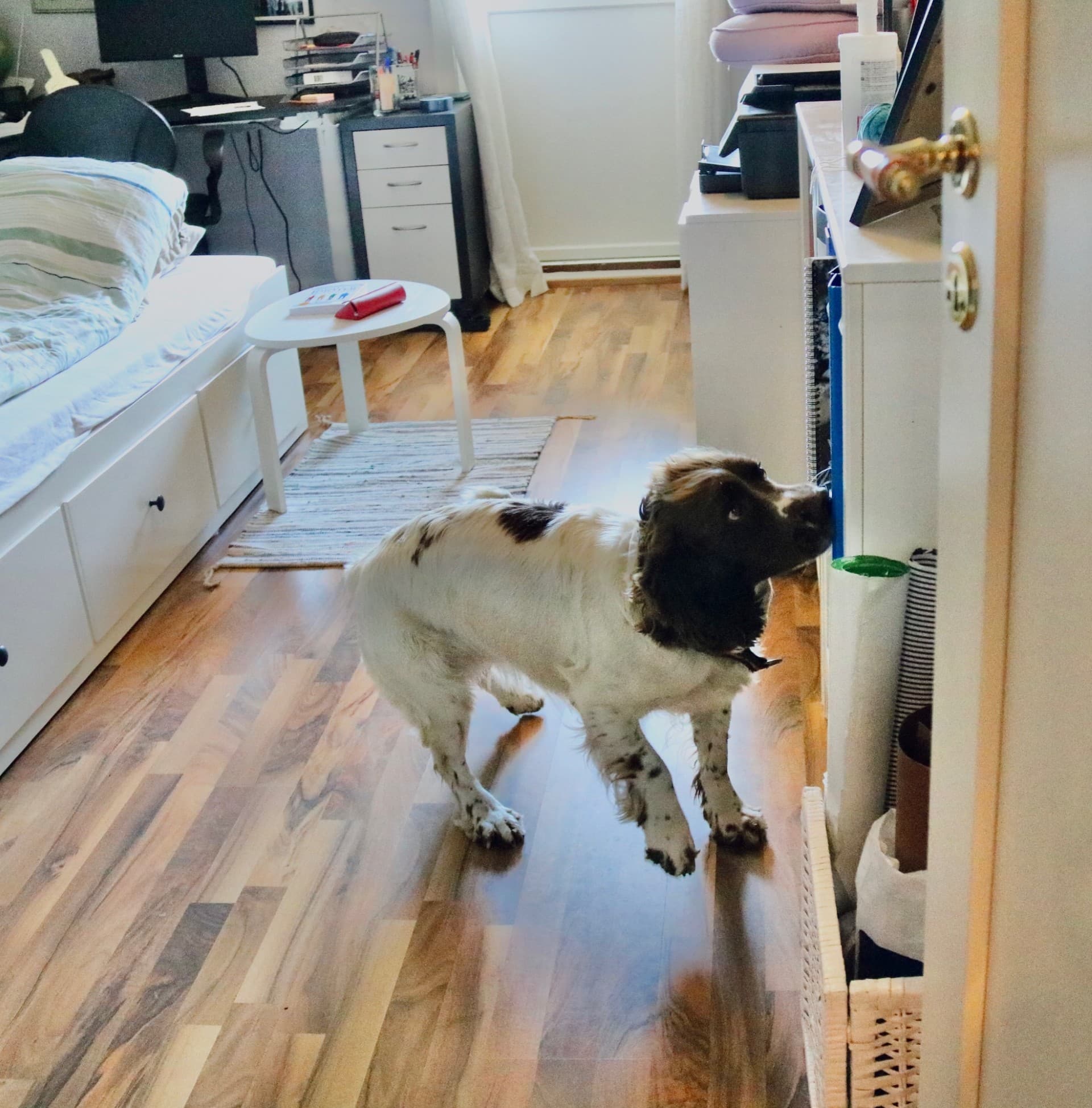 Springer spaniel sjekker dørkarm og vegger i soverom