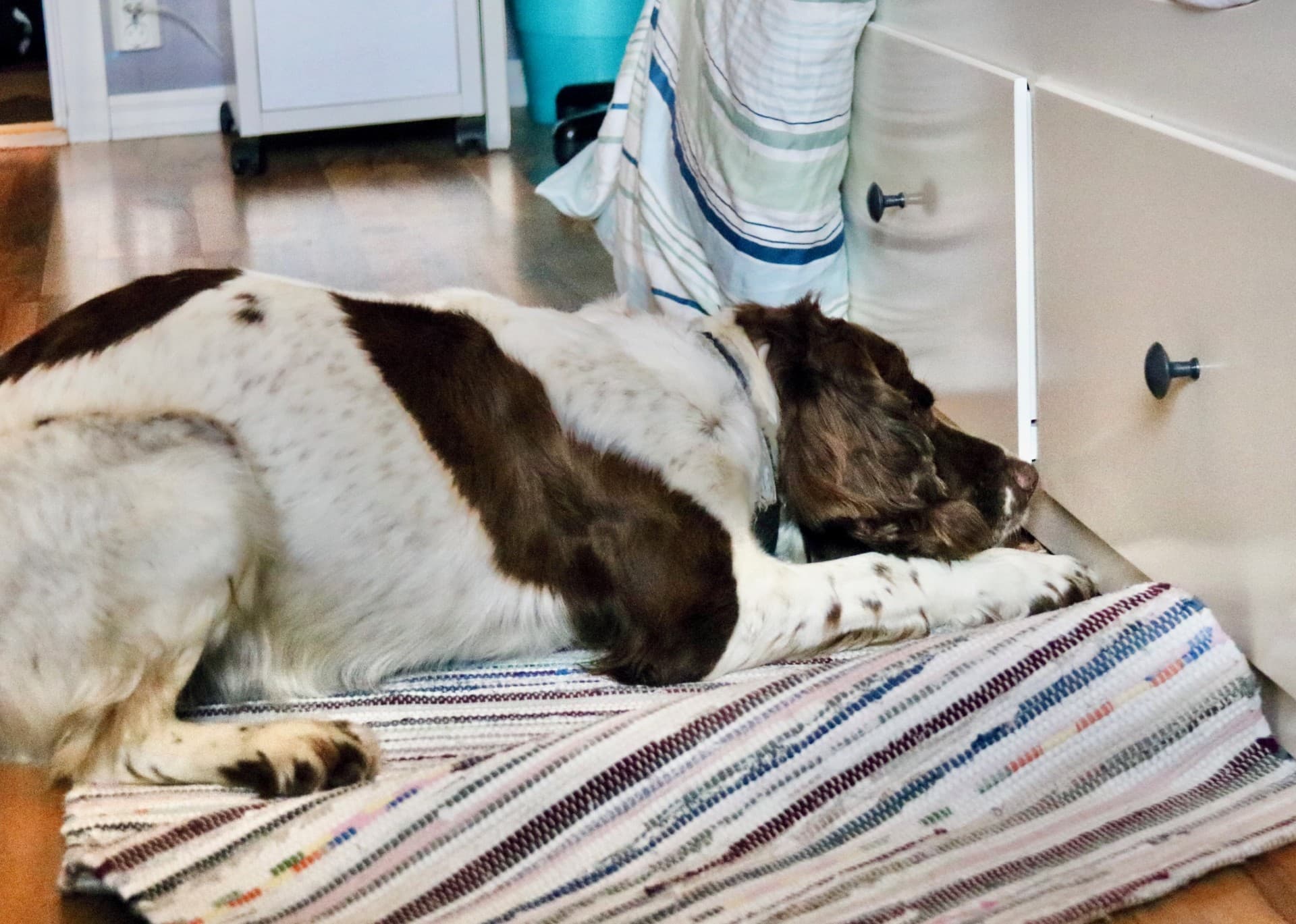 Springer spaniel ligger på teppe og søker ved sengeramme