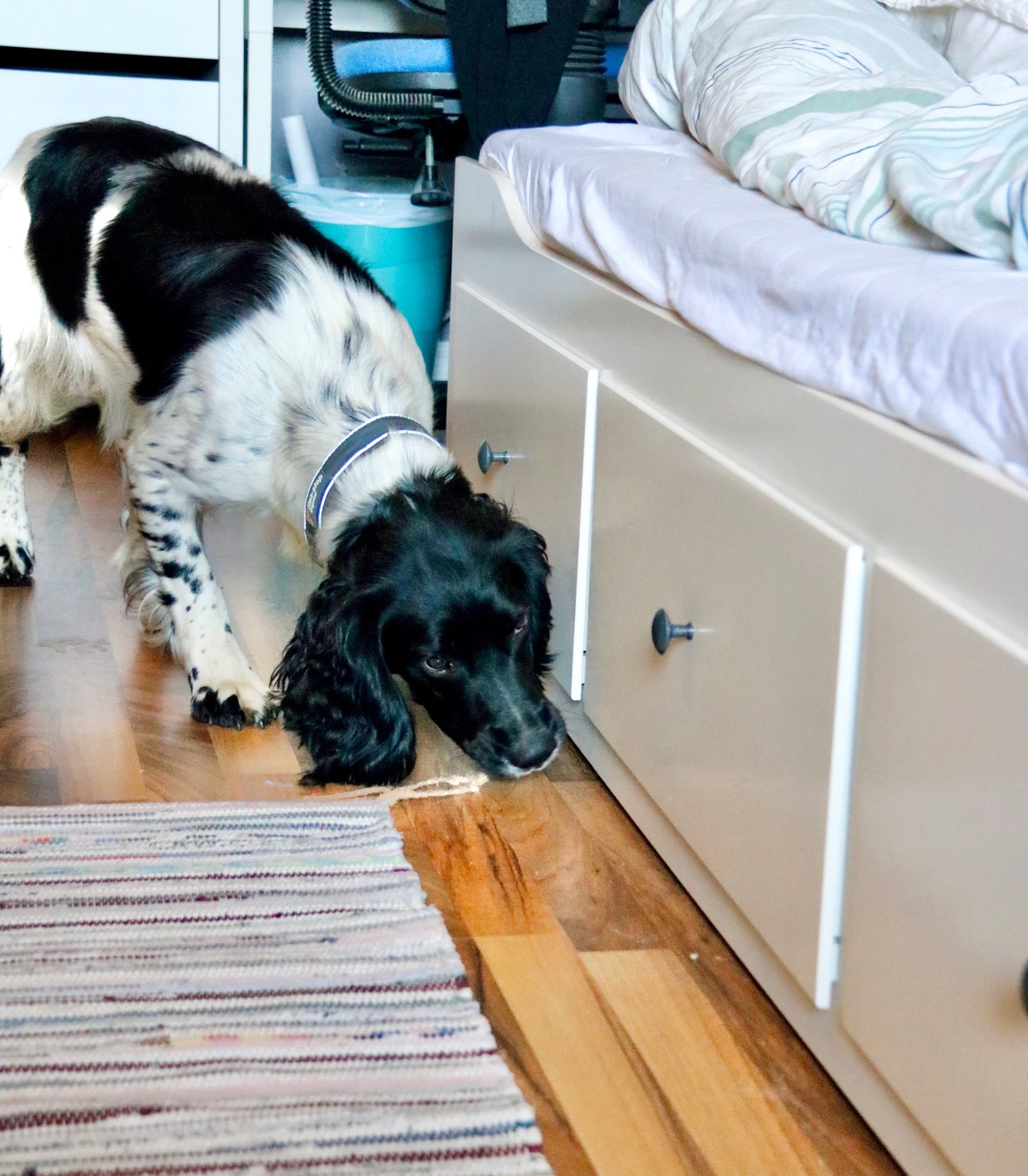 Svart-hvit springer spaniel søker under sengen på gulvet