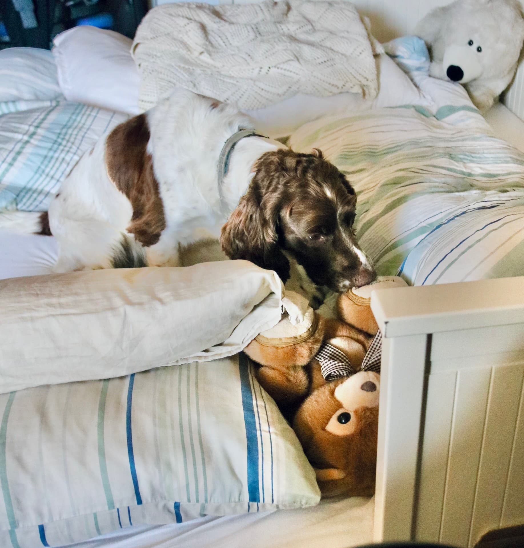 Veggedyrhund lukter nøye på bamse i sengen