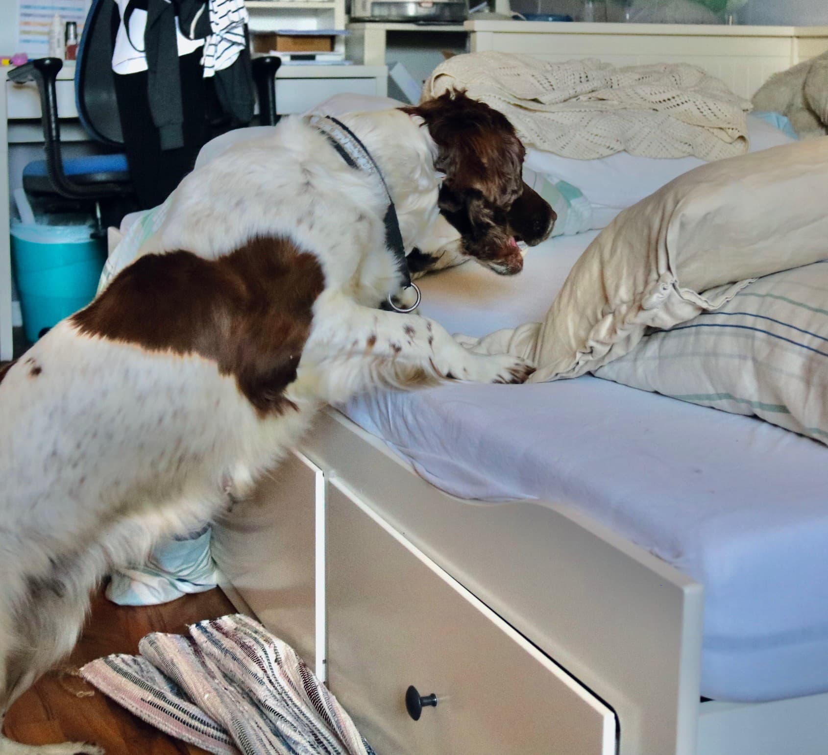 Veggedyrhund lukter på sengetøy og madrass