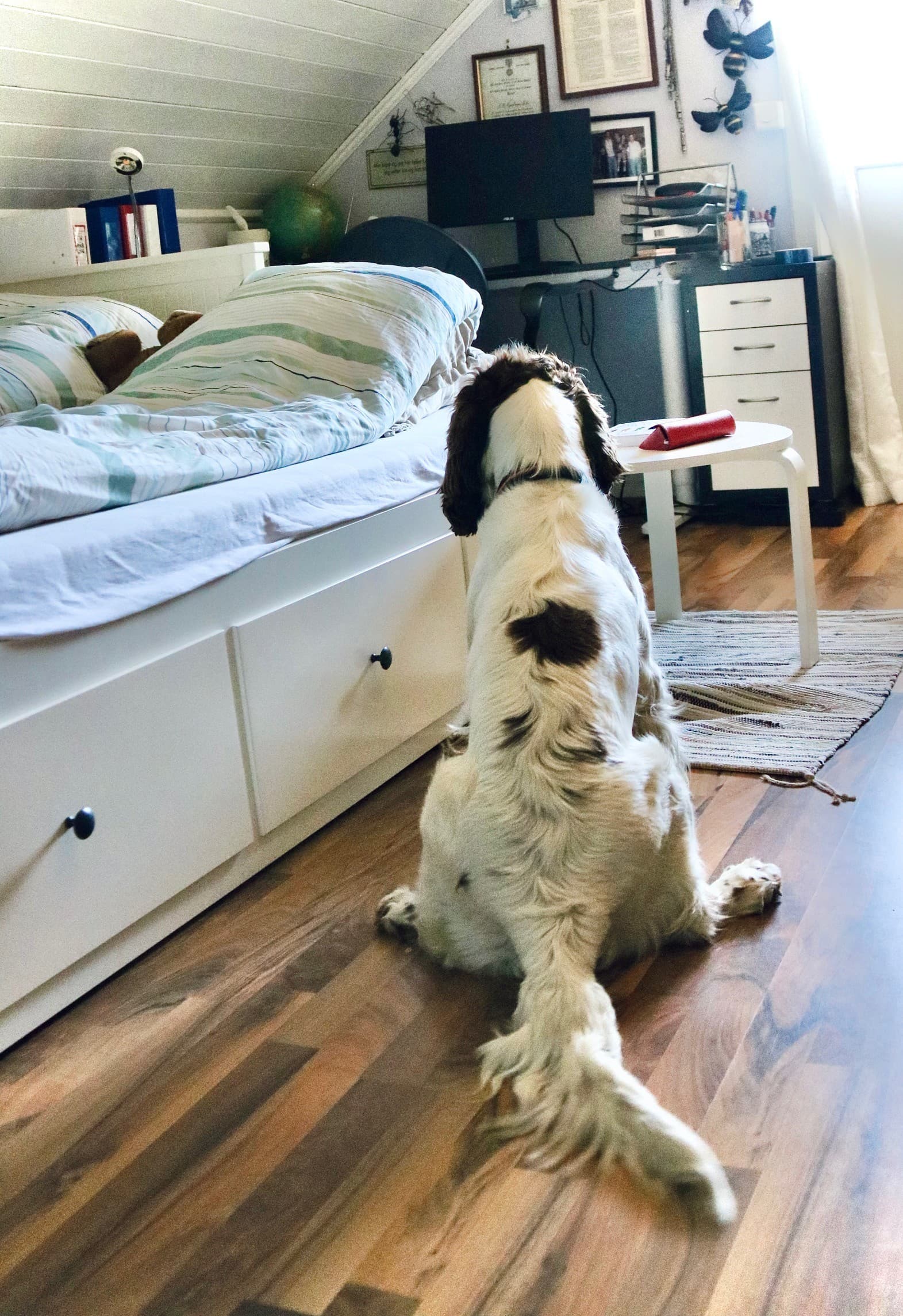 Veggedyrhund sitter og observerer seng fra gulvet