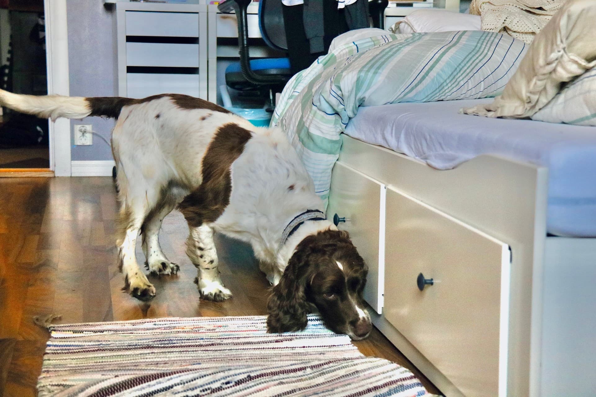 Engelsk springer spaniel søker etter veggedyr under hvit seng