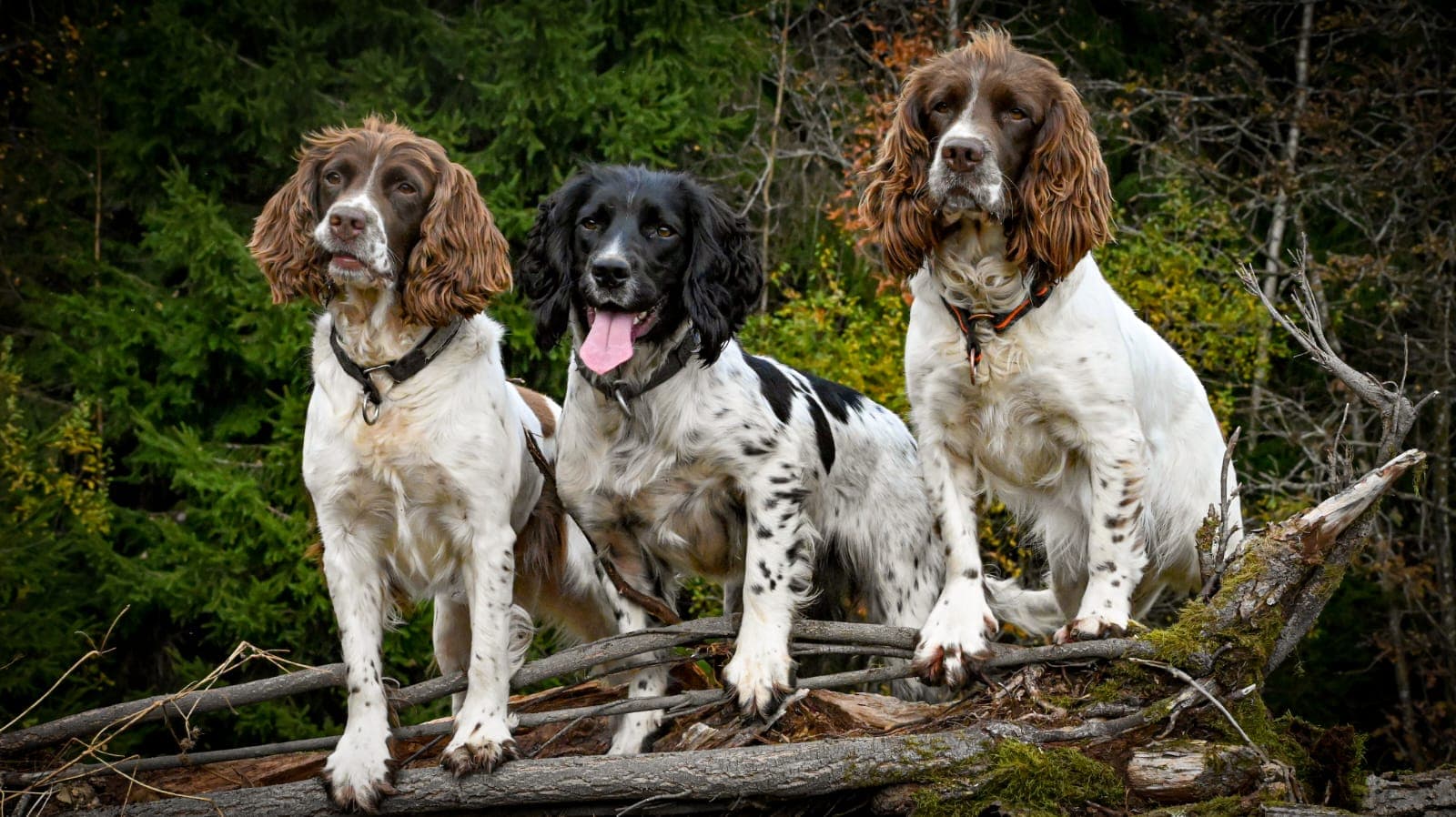 Våre veggedyrhunder Humla, Java og Vimsa